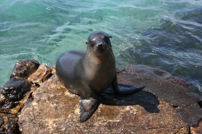 another cute sealion