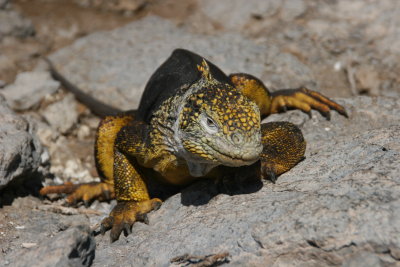 Santa Fe land iguana