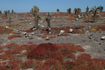 South Plaza hosts a forest of Opuntia cactua and Sesuvium plants, which forms a reddish carpet on top of the lava formations