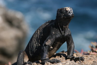 marine iguana on South Plaza