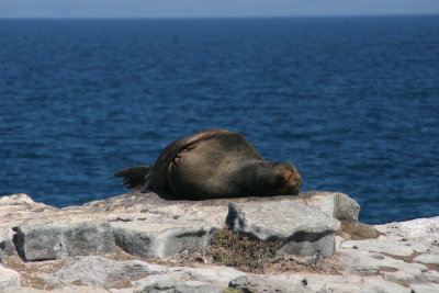 sealion on South Plaza