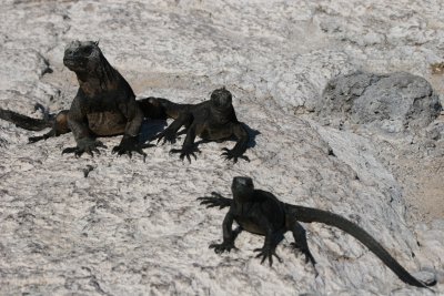 marine iguanas warming up on the rocks