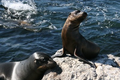 sealions on South Plaza