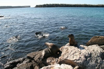 sealions on South Plaza