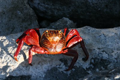 Sally Lightfoot Crab