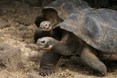 Galápagos tortoise is the largest living tortoise
