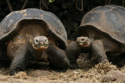 the average life expectancy of giant tortoises is estimated to be 200 years