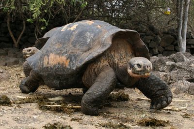 giant tortoise walking fast