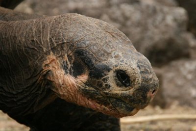 giant tortoise portrait