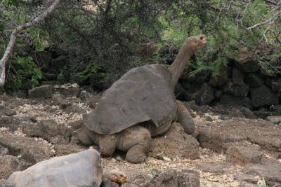 Lonesome George is the last known individual of the Pinta Island Tortoise