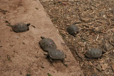 baby tortoises