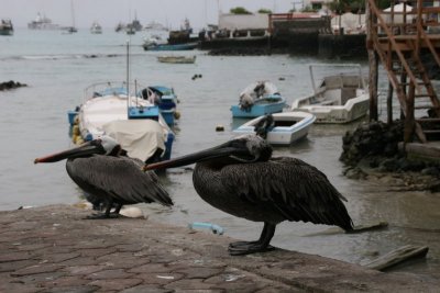 pelicans in Puerta Ayora