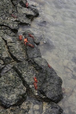 lots of Sally Lightfoot Crabs wherever you look