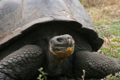 giant tortoise in the wild