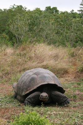 giant tortoise in the wild