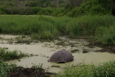 giant tortoise in the wild