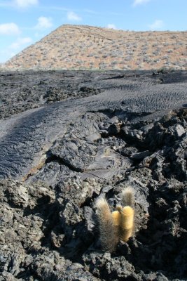 lava cactus is the first sign of life to appear