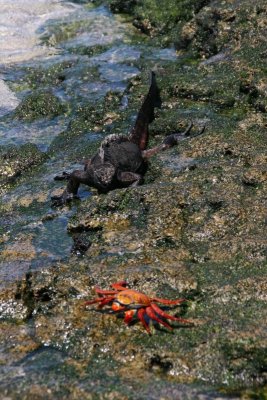 Sally Lightfoot Crab and marine iguana feeding on seaweeds