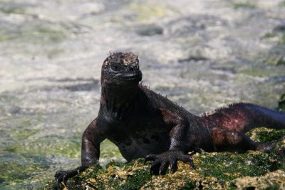 marine iguana feeding on seaweed