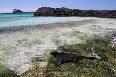 marine iguana feeding on seaweeds