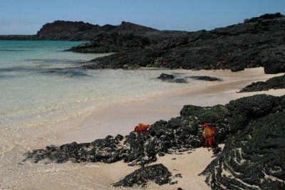 beach full of Sally Lightfoot Crabs