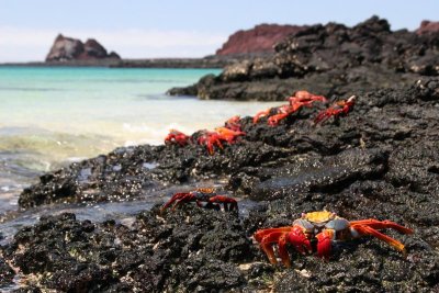 beach full of Sally Lightfoot Crabs