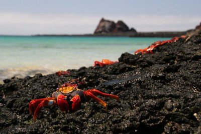 beach full of Sally Lightfoot Crabs