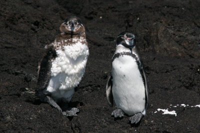 Galapagos penguin is the only penguin to live on the equator