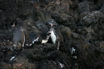 frisky penguins