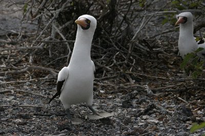 Nazca boobies