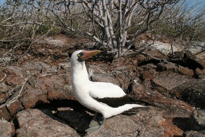 Nazca booby