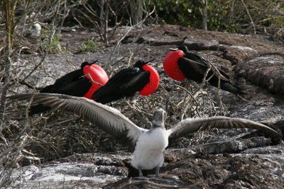 frigatebirds nesting and young booby trying to fly