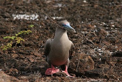 red-footed booby