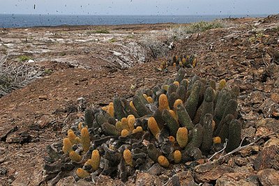 lava cactuses on Isla Genovesa