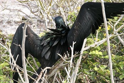 frigatebird