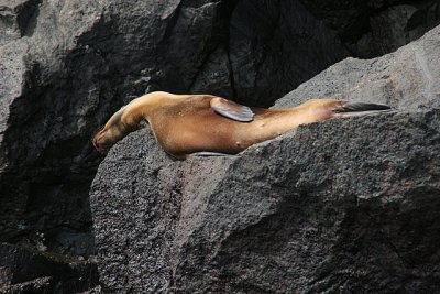 fur seal