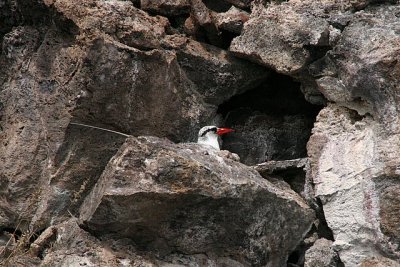 red-billed tropicbird nesting