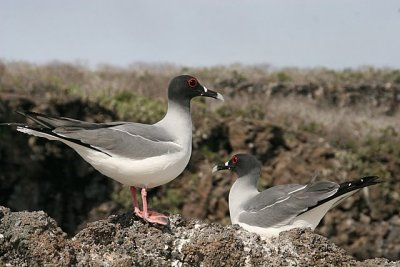 swallow-tailed gulls