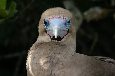 red-footed booby