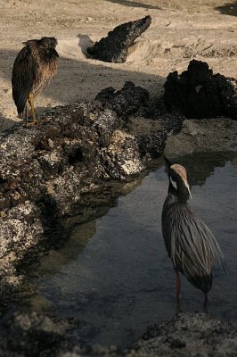 lava herons on Genovesa