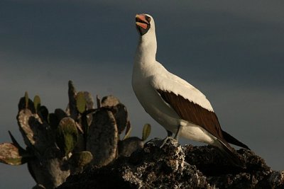 Nazca booby