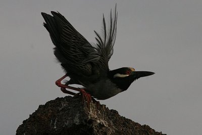 lava heron on Genovesa