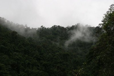 Mindo cloud forest is situated approximately two hours west of Quito