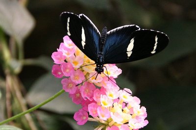 Sara Longwing (Heliconius sara) is a species of neotropical heliconiid butterfly found from Mexico to the Amazon Basin