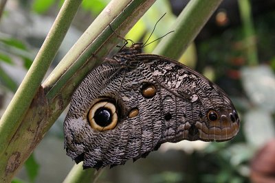 Owl butterfly (=caligo butterfly) has large eyespots on the underside of the hindwings