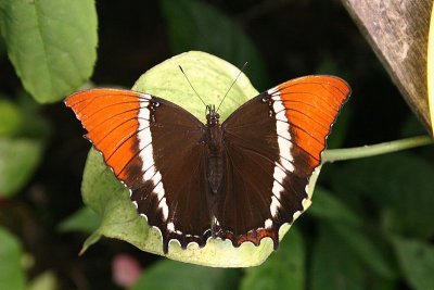 Mindo Butterfly Farm: Siproeta Epaphus