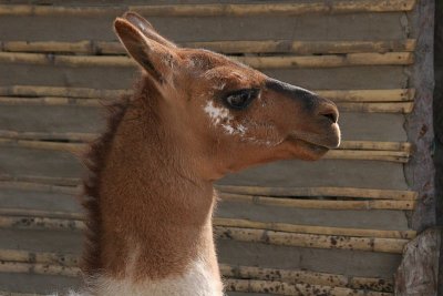Alpaca is a domesticated species of South American camelid
