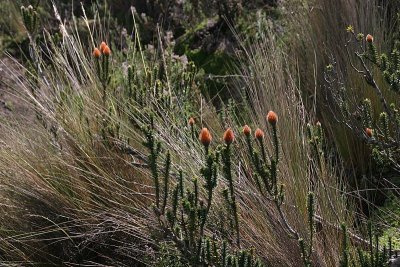 plants of paramo (=Andean grasslands) in Cotopaxi National Park