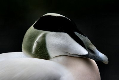 Eider Duck.