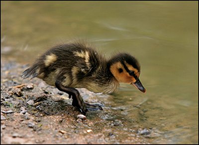 Mallard Duckling.